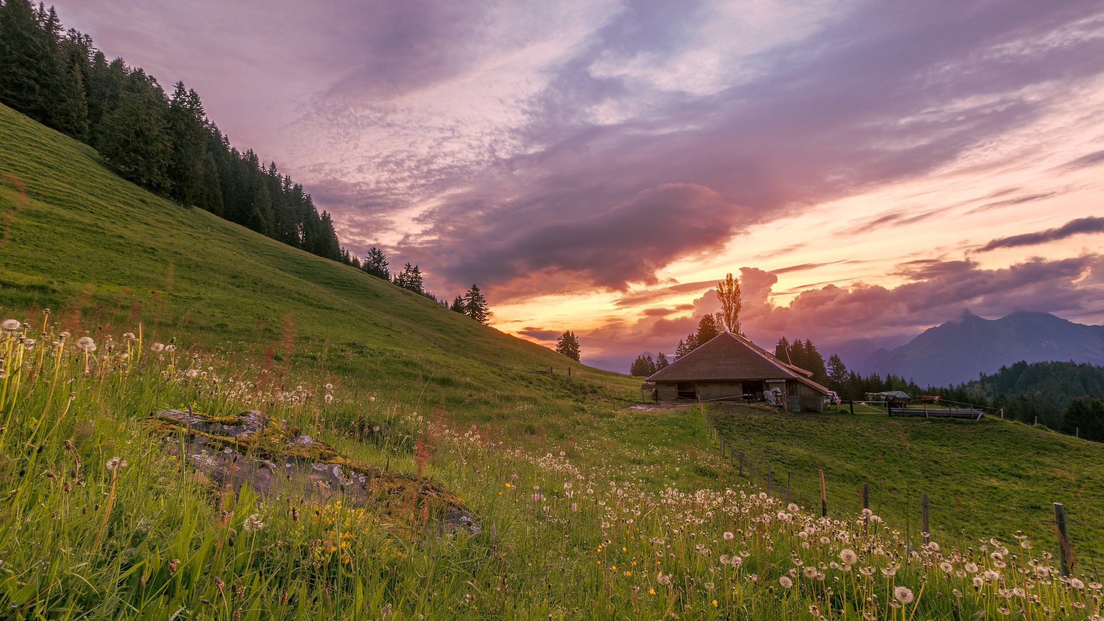 A mountain chalet in a summer wildflower meadow at sunrise